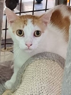 Moscu, Europäisch Kurzhaar - Kater
