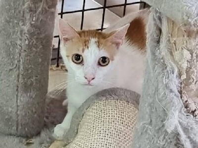 Moscu, Europäisch Kurzhaar - Kater