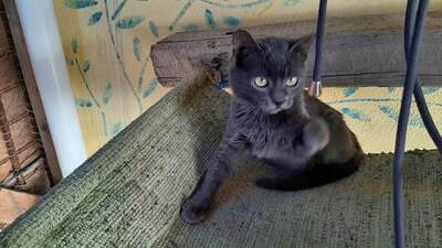Mousie - Wunderschöne Katze, ca. 5 Monate, Mischling - Katze