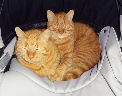 Mozart und Newton, Europäische hauskatze - Kater