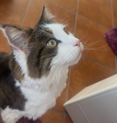 Mr. Jingles and Lutz, Main Coon - Kater