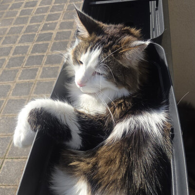 Mr. Jingles and Lutz, Main Coon - Kater