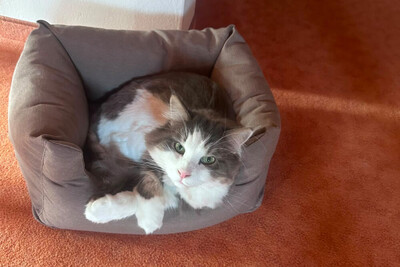 Mr. Jingles and Lutz, Main Coon - Kater