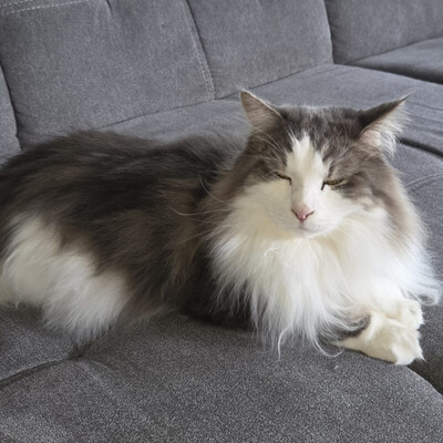 Mr. Jingles and Lutz, Main Coon - Kater