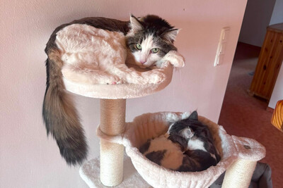 Mr. Jingles and Lutz, Main Coon - Kater