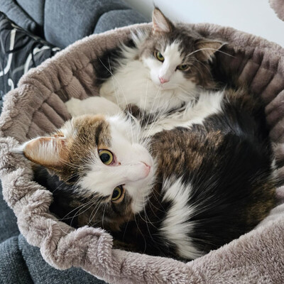 Mr. Jingles and Lutz, Main Coon - Kater