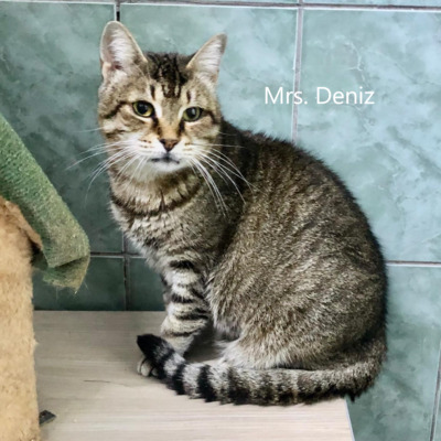 Mrs. Deniz, geb. 2016, sucht liebevolles Zuhause, EKH - Katze