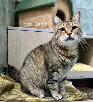 Mrs. Deniz, geb. 2016, sucht liebevolles Zuhause, EKH - Katze