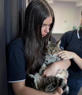 Mrs. Deniz, geb. 2016, sucht liebevolles Zuhause, EKH - Katze