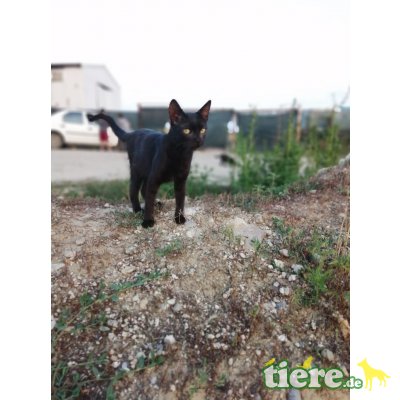 Mucki - lieb,freundl,fröhl,schmusig, hunde/katzenverträgl - Rein-Raus-Hauskatze - Katze