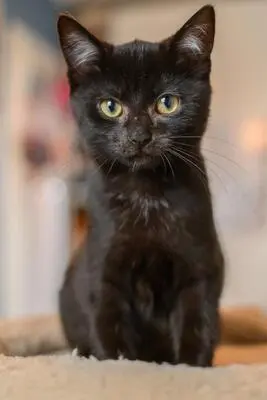 Mücke, Europäisch Kurzhaar - Katze