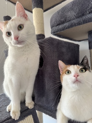 Muffin/ Brötchen, Hauskatze/kater - Kater