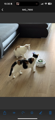 Muffin/ Brötchen, Hauskatze/kater - Kater