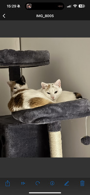 Muffin/ Brötchen, Hauskatze/kater - Kater