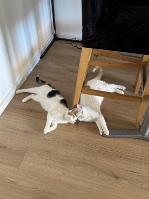 Muffin/ Brötchen, Hauskatze/kater - Kater