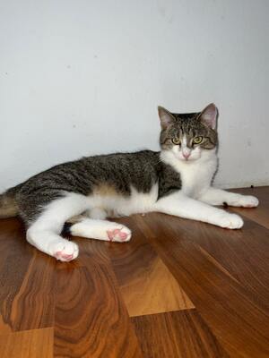 Murka, Mischling Jungtier - Katze