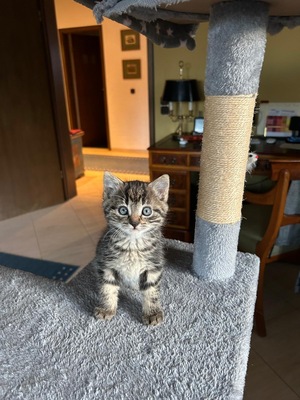 Mursik, Bauern wilde Katze Jungtier - Kater