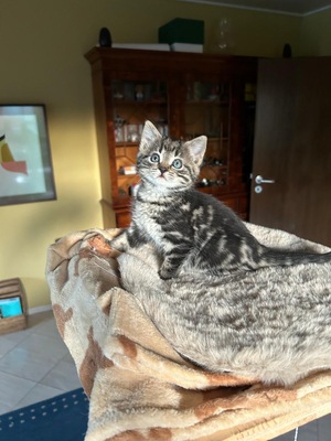 Mursik, Bauern wilde Katze Jungtier - Kater