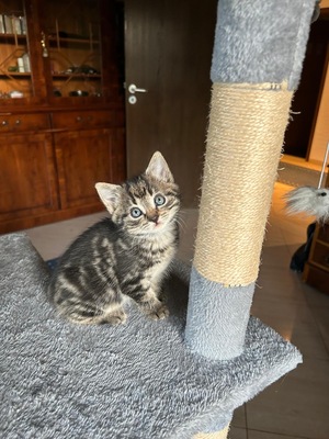 Mursik, Bauern wilde Katze Jungtier - Kater