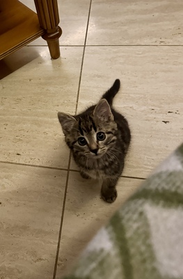 Mursik, Bauern wilde Katze Jungtier - Kater