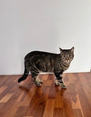 Mursik, ein Mischling - Kater