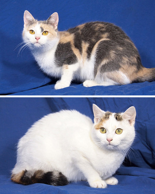 NANCY & NESSY - freundlich, neugierig, verschmust