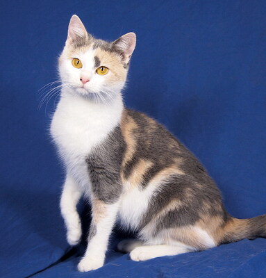 NANCY & NESSY - freundlich, neugierig, verschmust, Mischling - Katze