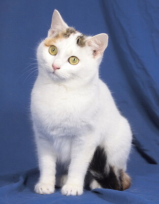 NANCY & NESSY - freundlich, neugierig, verschmust, Mischling - Katze