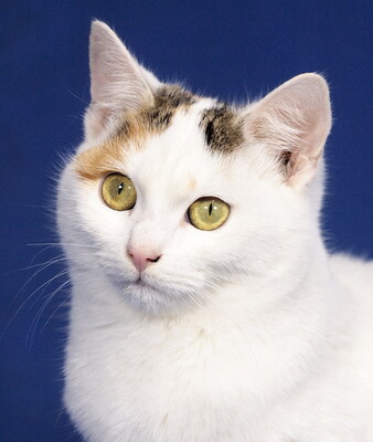 NANCY & NESSY - freundlich, neugierig, verschmust, Mischling - Katze