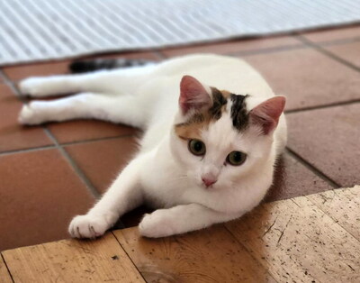 NANCY & NESSY - freundlich, neugierig, verschmust, hundeverträglich, Mischling - Betreuung Wien - Katze