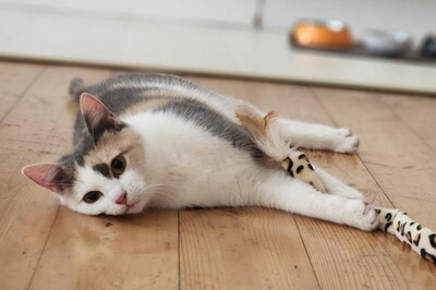 NANCY & NESSY - freundlich, neugierig, verschmust, hundeverträglich, Mischling - Betreuung Wien - Katze