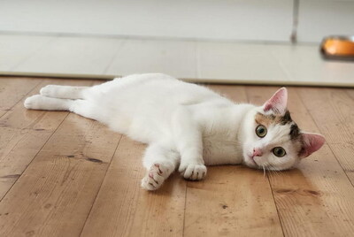 NANCY & NESSY - freundlich, neugierig, verschmust, hundeverträglich, Mischling - Betreuung Wien - Katze