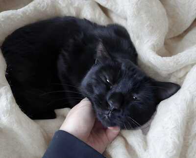 NINO aus Haus des Schreckens, Gewöhnliche Katze - Kater