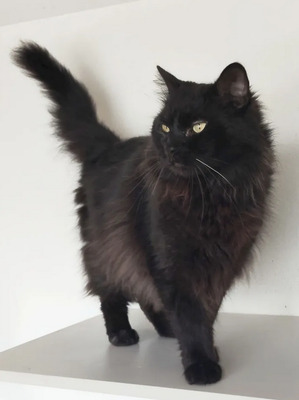 NOTFALL! Cain - freut sich über jede Streichel- und Schmuseeinheit, Norwegische-Waldkatze Mix - Kater