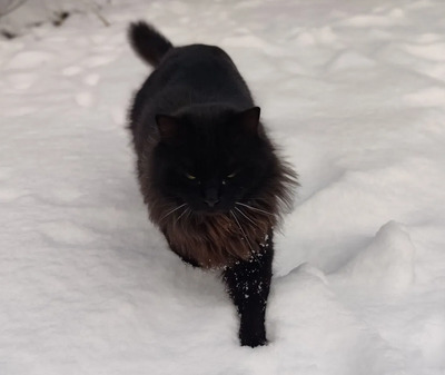 NOTFALL! Cain - freut sich über jede Streichel- und Schmuseeinheit