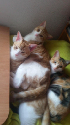 NOTFALL: Pechnasen LISA und GORDI (ALO) - Kater