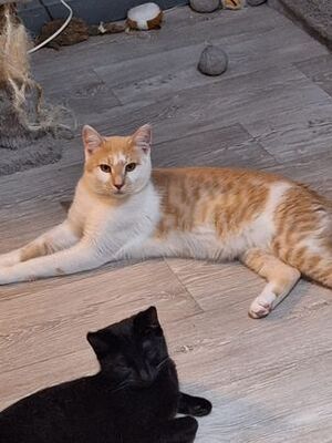 NUGGET & TWIX, - Jungtier - Kater