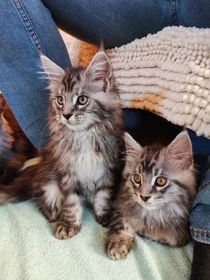 Nabucco, Nacho, Nikita, Maine Coon Jungtier - Kater 1