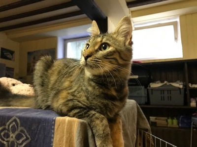 Naira und Astra, Europäische Kurzhaar Jungtier - Katze