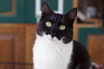 Naisha - Ausgeglichene Katzendame, ca. 1 Jahr, Mischling - Katze
