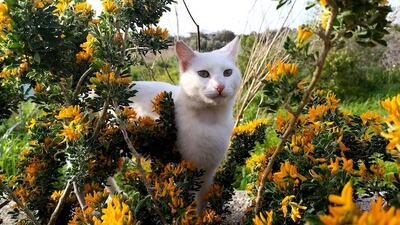 Naisha - Liebenswerte Sonnenanbeterin, ca. 1 Jahr, Mischling - Katze