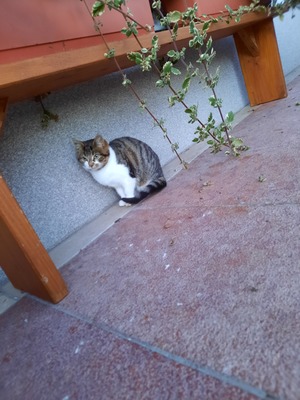 Nala, Babykatze Jungtier - Katze