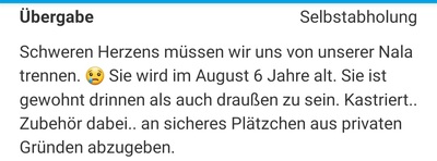 Nala, Britisch Perser Jungtier - Katze