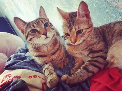 Nala & Cleo, Europeische Hauskatze - Katze