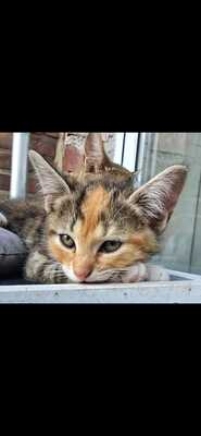 Nala, Glückskatze Jungtier - Katze
