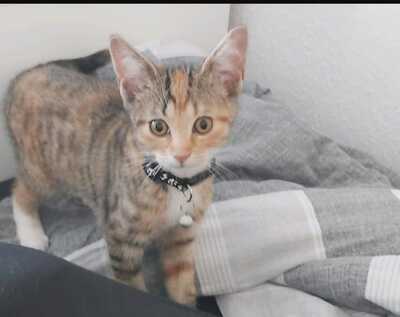 Nala, Glückskatze Jungtier - Katze