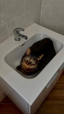 Nala, Mischling - Katze