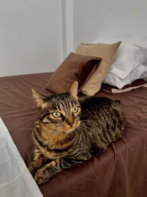 Nala, Mischling - Katze