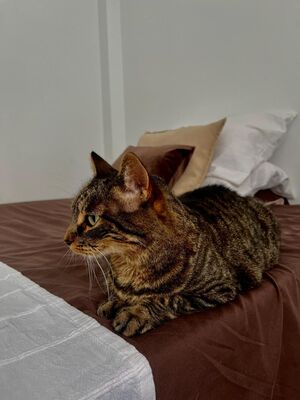 Nala, Mischling - Katze