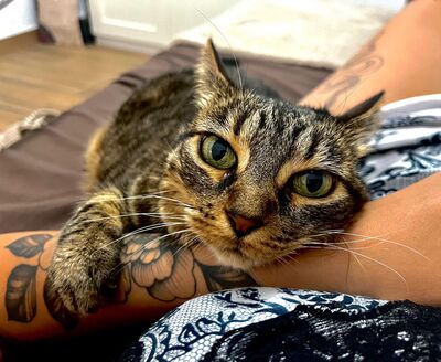 Nala, Mischling - Katze